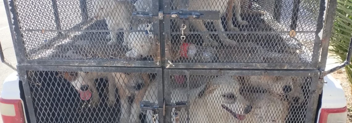 La Agencia Ministerial de Investigación Criminal (AMIC), en coordinación con personal de Control Animal del Ayuntamiento de San Luis Río Colorado, ejecutó una orden de cateo en un domicilio de la colonia Residencias, donde se rescataron 25 canes y se aseguró a un hombre señalado por el presunto delito de maltrato animal.