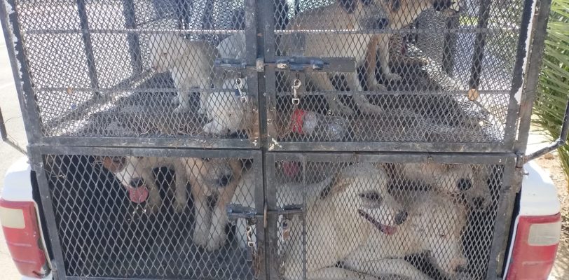 La Agencia Ministerial de Investigación Criminal (AMIC), en coordinación con personal de Control Animal del Ayuntamiento de San Luis Río Colorado, ejecutó una orden de cateo en un domicilio de la colonia Residencias, donde se rescataron 25 canes y se aseguró a un hombre señalado por el presunto delito de maltrato animal.